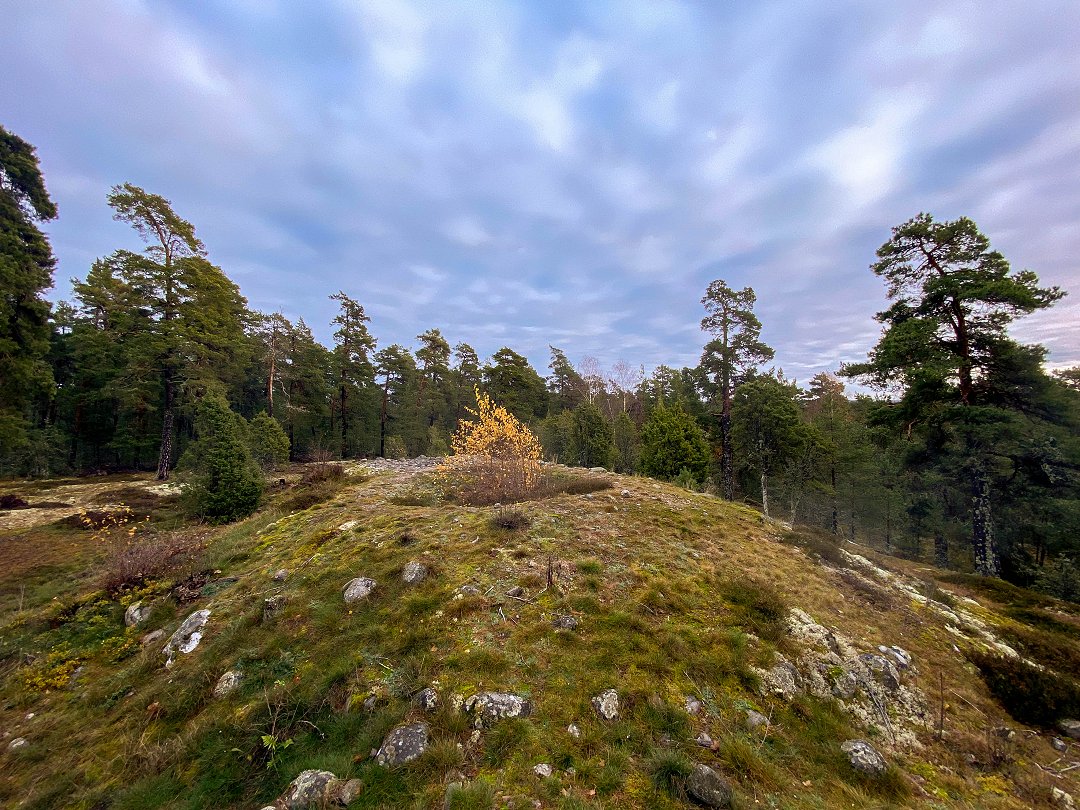 Rösaringsåsens naturreservat, Bro - november 2023 rund kulle